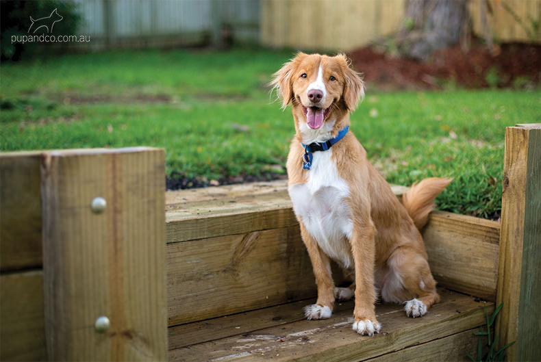 Abby, Nova Scotia Duck Tolling Retriever