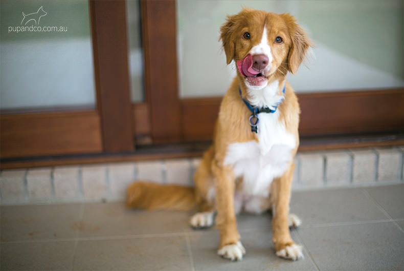 Abby, Nova Scotia Duck Tolling Retriever