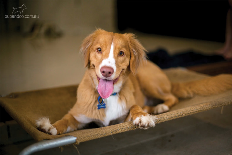 Abby, Nova Scotia Duck Tolling Retriever