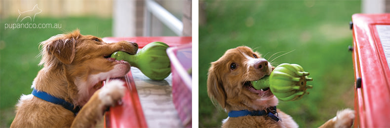 Abby, Nova Scotia Duck Tolling Retriever