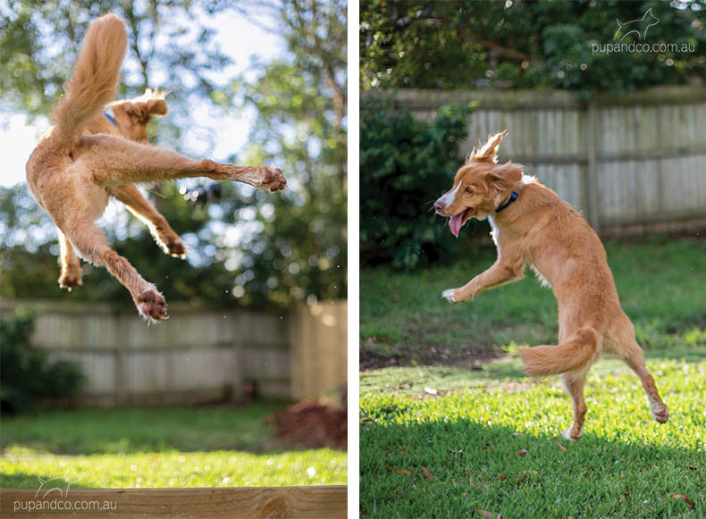 Abby, Nova Scotia Duck Tolling Retriever