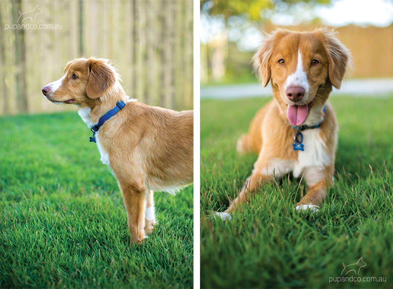 Abby, Nova Scotia Duck Tolling Retriever