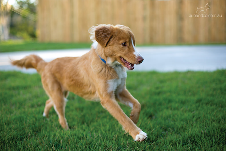 Abby, Nova Scotia Duck Tolling Retriever