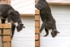 Photo of grey cat thumbnail