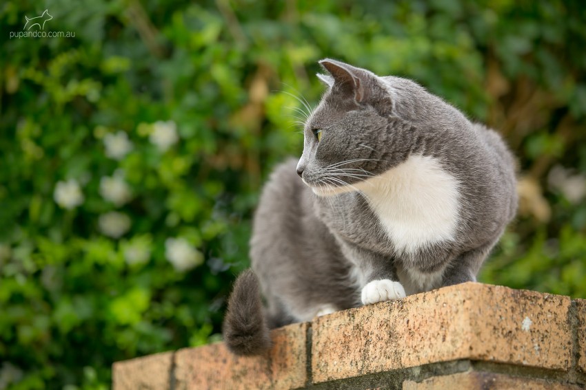 Photo of grey cat