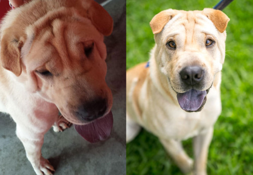 Before/After of an adoptable shelter dog Shar Pei