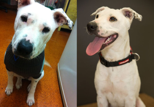 Before/After of an adoptable shelter dog
