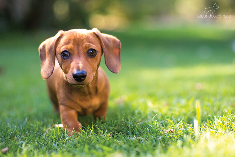 Chippa, Miniature Dachshund puppy