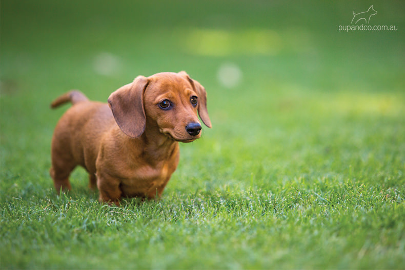 Chippa, Miniature Dachshund puppy