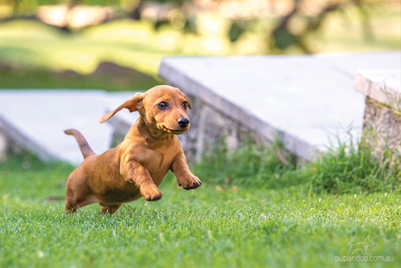 Chippa, Miniature Dachshund puppy