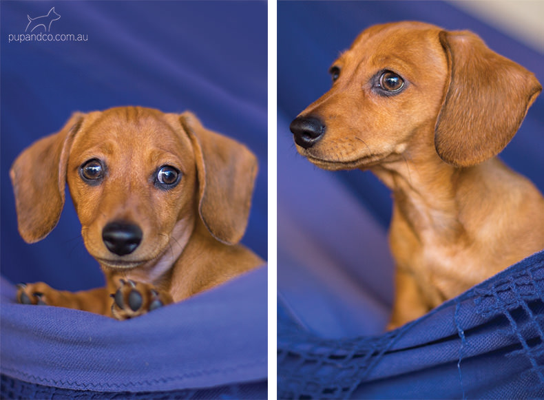 Chippa, Miniature Dachshund puppy