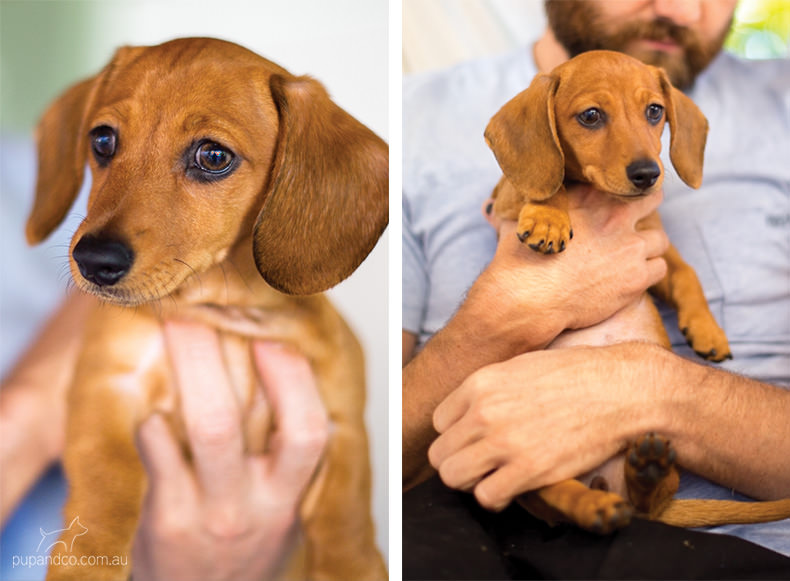 Chippa, Miniature Dachshund puppy