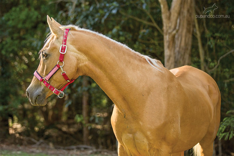 Rabbie, palomino Arabian gelding