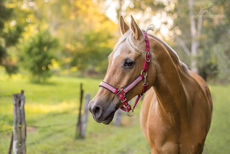 Rabbie, palomino Arabian gelding