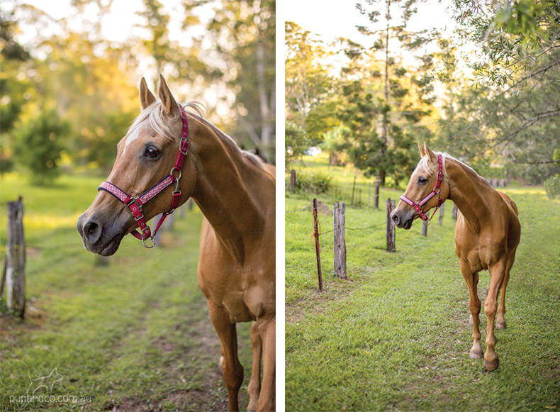 Rabbie, palomino Arabian gelding