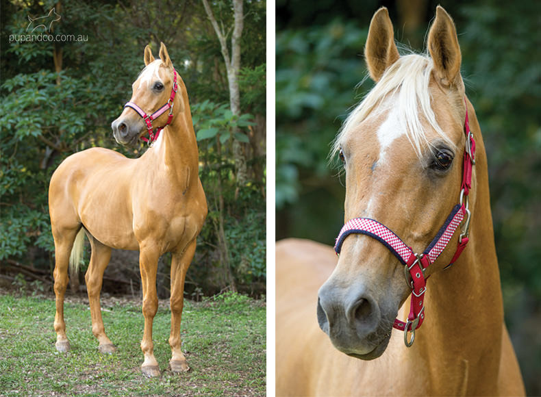 Rabbie, palomino Arabian gelding