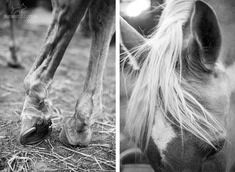 Rabbie, palomino Arabian gelding