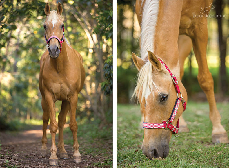 Rabbie, palomino Arabian gelding