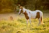 Spirit, piebald pinto pony in green paddock in golden evening light thumbnail