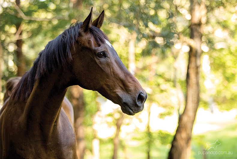 Toby, bay thoroughbred gelding | Brisbane horse portraits