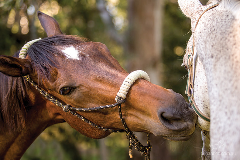 Toby, bay thoroughbred gelding | Brisbane horse portraits