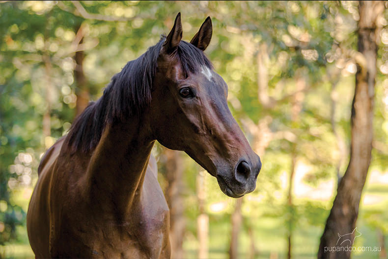 Toby, bay thoroughbred gelding | Brisbane horse portraits