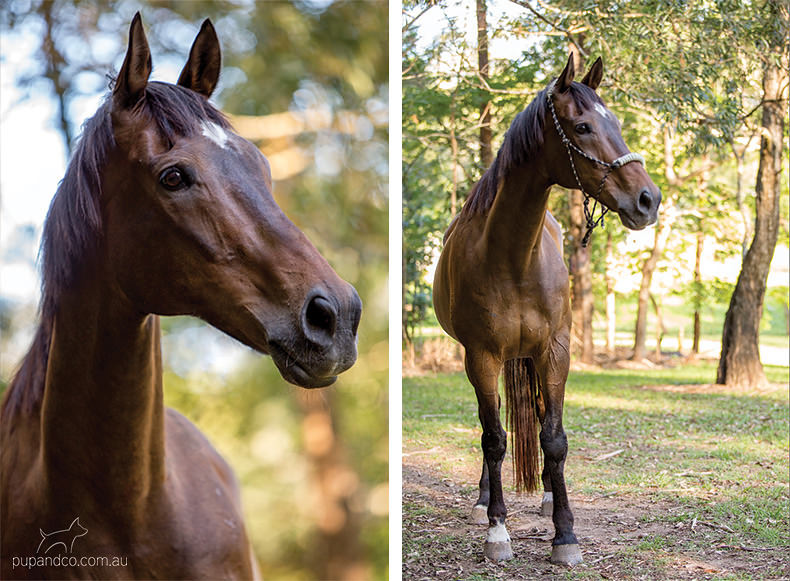 Toby, bay thoroughbred gelding | Brisbane horse portraits