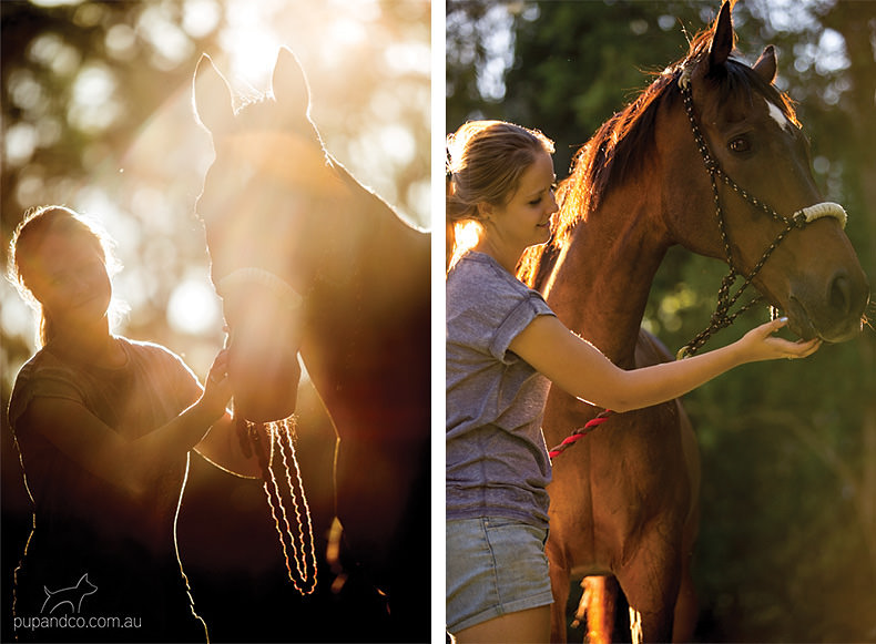 Toby, bay thoroughbred gelding | Brisbane horse portraits