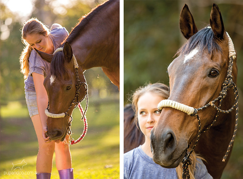 Toby, bay thoroughbred gelding | Brisbane horse portraits