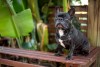 Winston, French Bulldog thumbnail