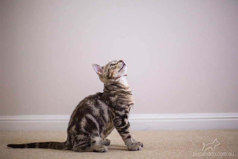 Jax, tabby kitten pet photography