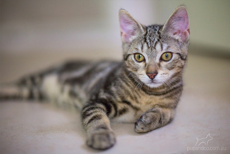 Jax, tabby kitten pet photography