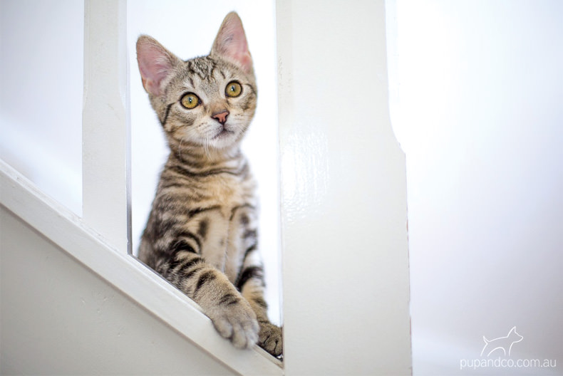 Jax, tabby kitten pet photography