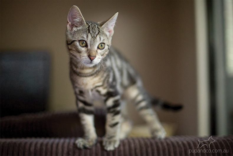 Jax, tabby kitten pet photography