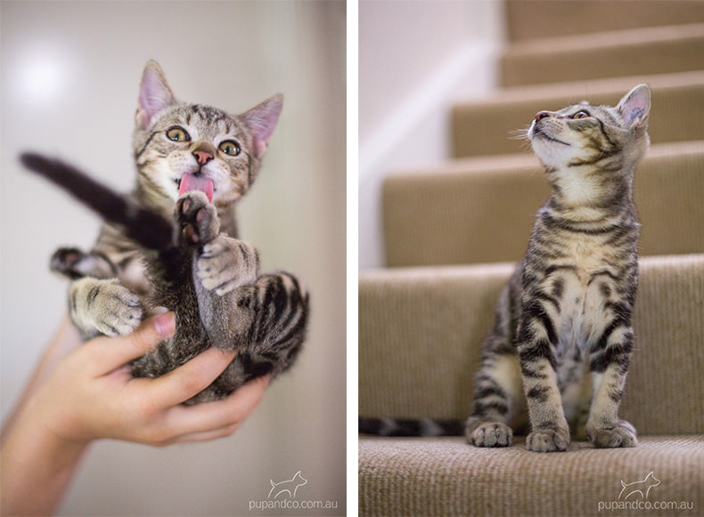 Jax, tabby kitten pet photography