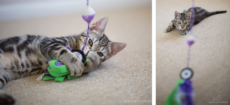 Jax, tabby kitten pet photography