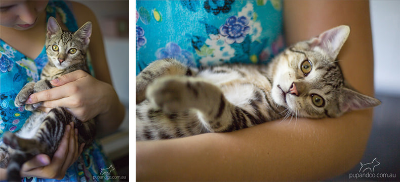 Jax, tabby kitten pet photography