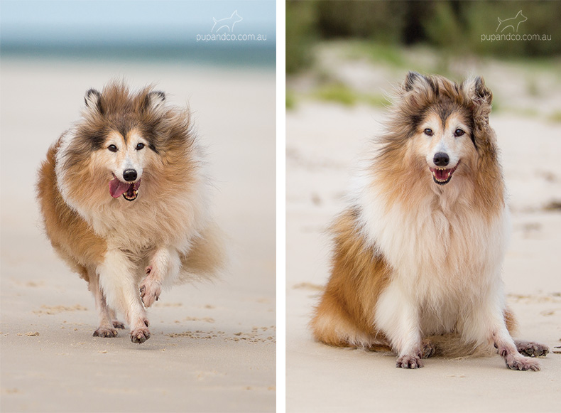 Sable Sheltie dog running on the beach