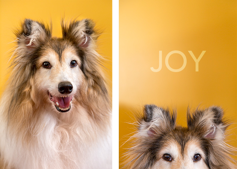 Smiling Sheltie dog against a yellow background