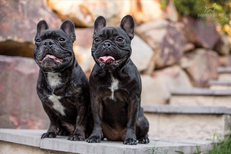 Winston and Abbey, French Bulldogs