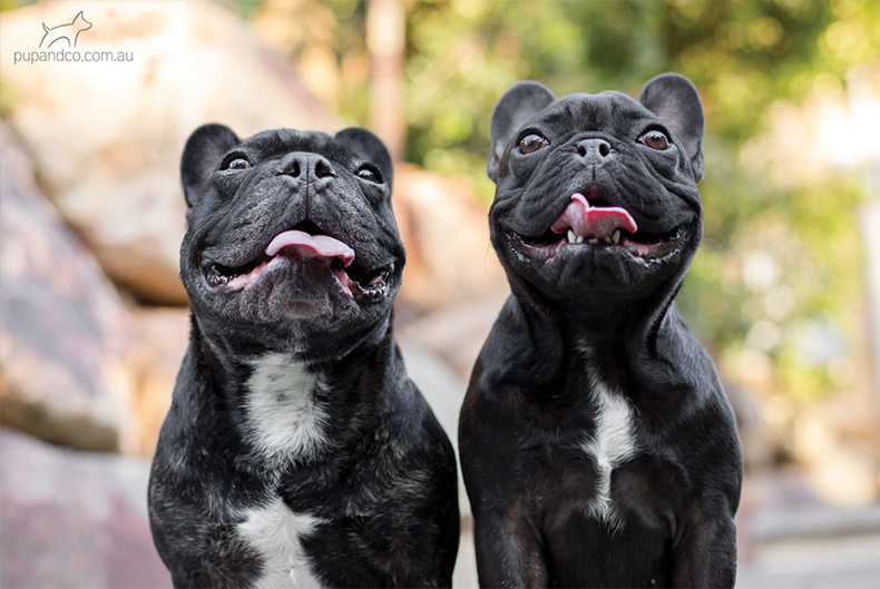 Winston and Abbey, French Bulldogs