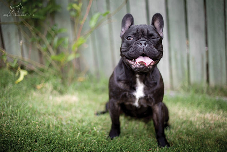 Winston and Abbey, French Bulldogs