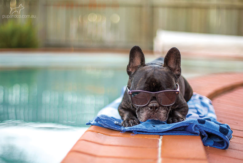 Winston the French Bulldogs relaxing by the pool