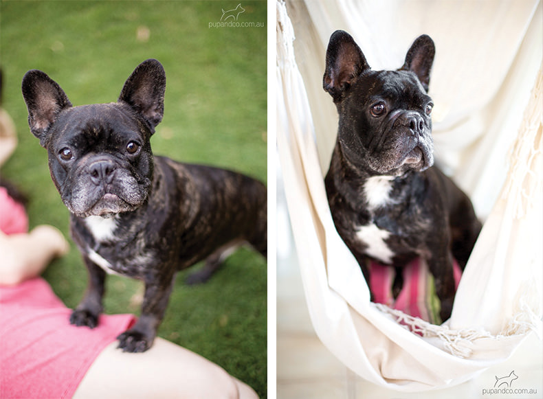 Winston and Abbey, French Bulldogs