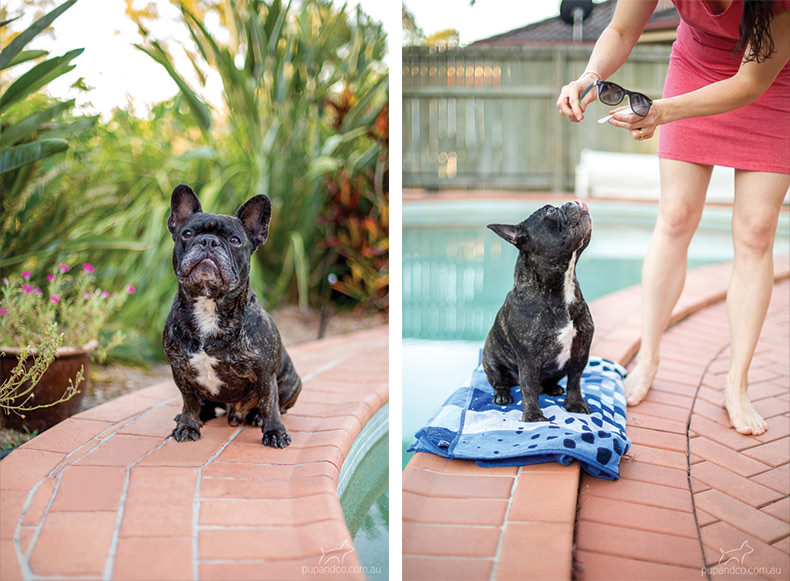 Winston and Abbey, French Bulldogs