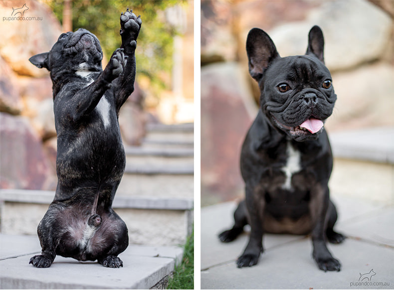 Winston and Abbey, French Bulldogs