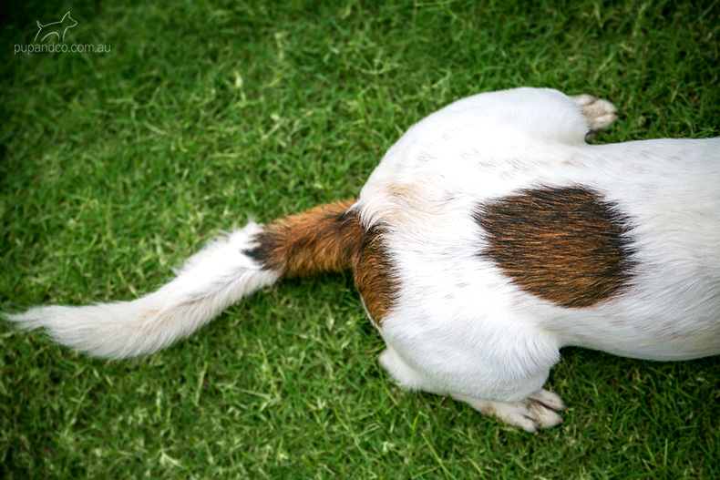 White and brown dog lying on the grass