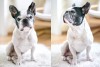 Karlo, white and black French Bulldog photography thumbnail