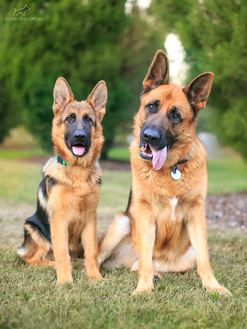 Nixon & Cash, German Shepherd Dogs