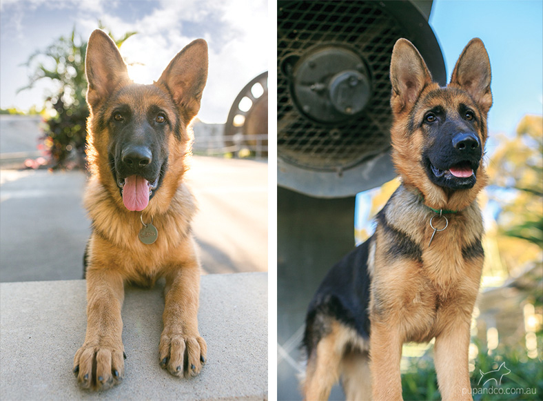 Cash, German Shepherd Dog puppy